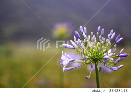 花 フラワー お花 28423118