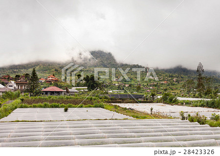 Strawberry fields, Bali, Indonesia. Strawberry fields, Bali, Indonesia. 28423326