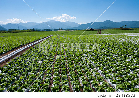 八ヶ岳高原・夏の野菜畑 28423573