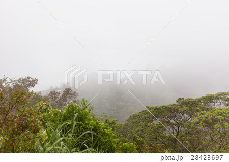 Heavy fog in evergreen jungle forest after rain. 28423697