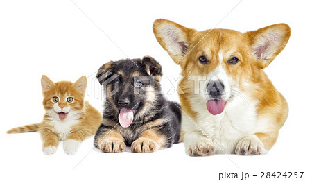 Puppy and kitten on a white background 28424257