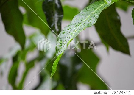 Mango leaf Green after the rain water drop Mango leaf Green after the rain water drop 28424314