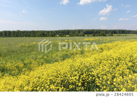 Yellow flowers the bitter-cress ordinary in field Yellow flowers the bitter-cress ordinary in field 28424605