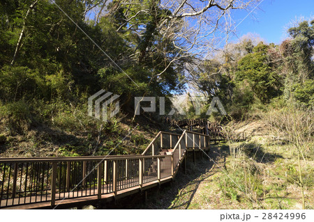 冬の三浦半島 小網代の森 28424996