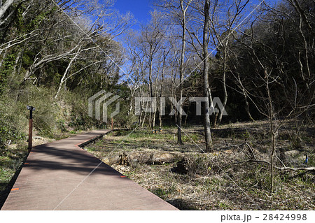 冬の三浦半島 小網代の森 28424998