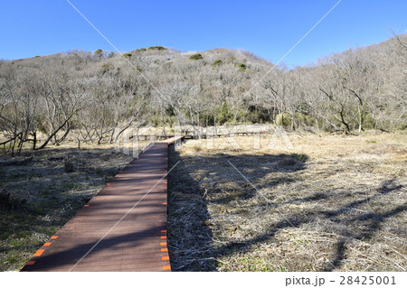 冬の三浦半島 小網代の森 冬の三浦半島 小網代の森 28425001