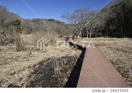 三浦半島 【冬】小網代の森、まんなか湿地 28425002