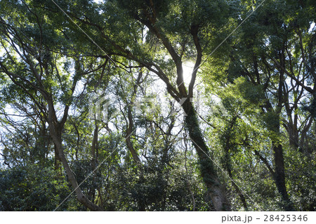 三浦半島 【冬】 小網代の森、源流部の雑木林 28425346