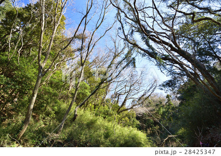 三浦半島 【冬】 小網代の森、源流部の雑木林 28425347
