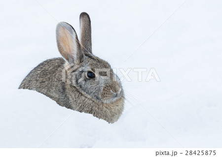 Cottontail Rabbit in Snow 28425875