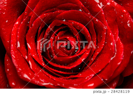 fresh red rose bud 28428119