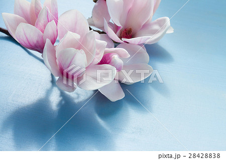 Magnolia pink flowers Magnolia pink flowers 28428838