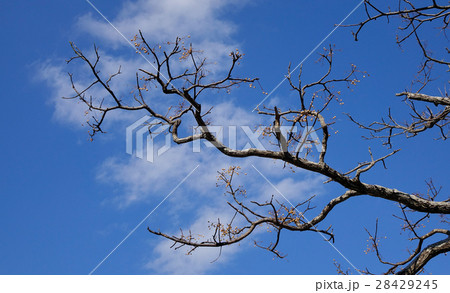 Dried tree under the blue sky at sunny day 28429245