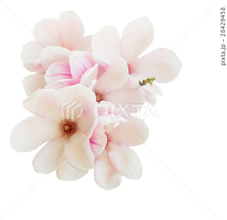 Magnolia pink flowers Magnolia pink flowers 28429458