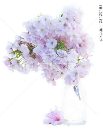 twig of pink spring flowers twig of pink spring flowers 28429465