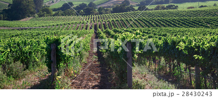 Beautiful Napa County Vineyard Beautiful Napa County Vineyard 28430243