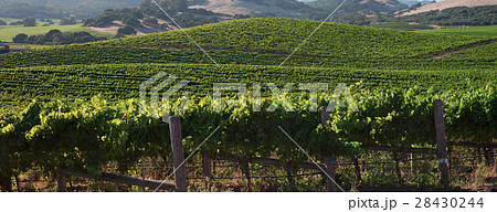 Beautiful Napa County Vineyard Beautiful Napa County Vineyard 28430244