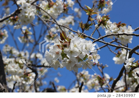 サクラの花 28430997