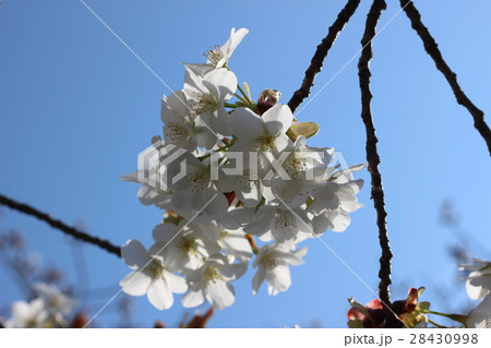 サクラの花 28430998