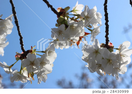 サクラの花 28430999