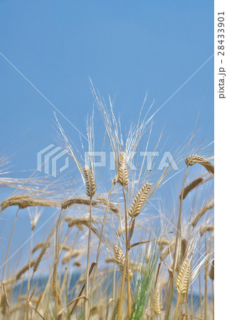 京都の二条大麦 京都の二条大麦 28433901