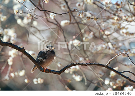 梅の木の枝にとまるムクドリ 小金井公園の写真素材