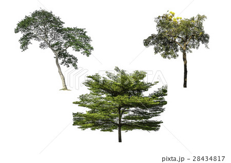 Collection of tree isolated on white background Collection of tree isolated on white background 28434817