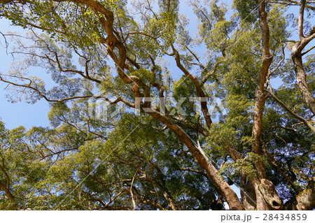 くすのき くすのき 28434859