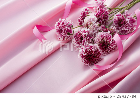 春の花 28437784