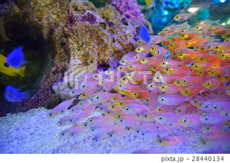 熱帯魚キンメモドキの群れ 28440134