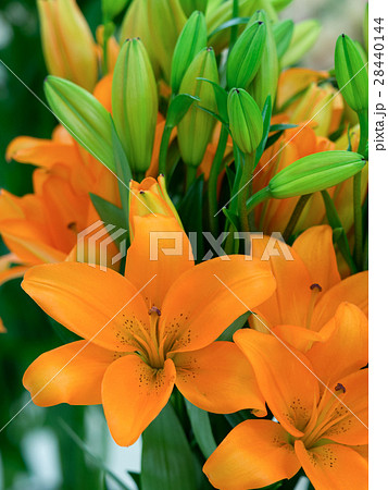 ユリの花 ユリの花 28440144