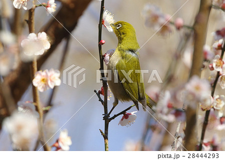 生き物 鳥類 梅に、メジロ。伸びあがって蜜を舐める。羽根の緑色は表面だけのようです 生き物 鳥類 梅に、メジロ。伸びあがって蜜を舐める。羽根の緑色は表面だけのようです 28444293