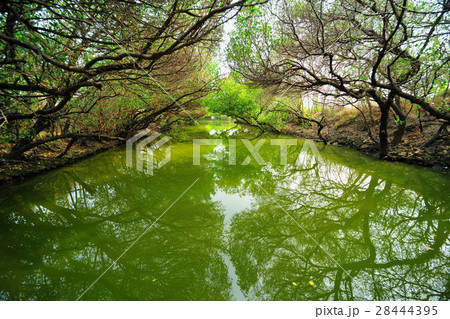 ハルシオン フィトンチッド 木 28444395