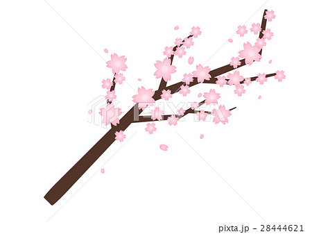 桜の木の枝のイラスト素材