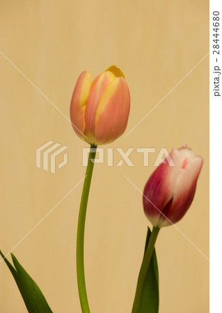 ペアのチューリップ ペアのチューリップ 28444680