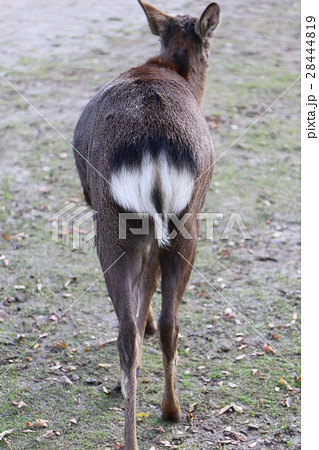 奈良公園のシカ 28444819
