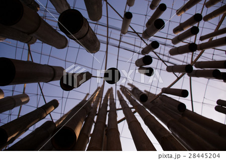 Bamboo to sky Bamboo to sky 28445204