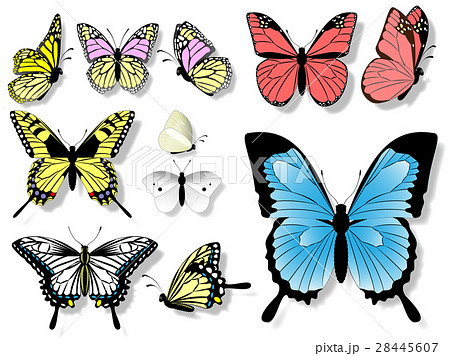 蝶々のイラスト素材