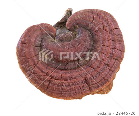 Ganoderma Lucidum Mushroom on white background 28445720