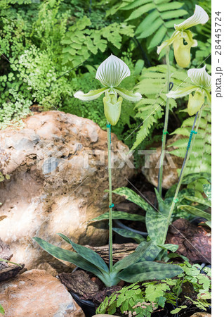 Green Paphiopedilum orchid flower 28445724