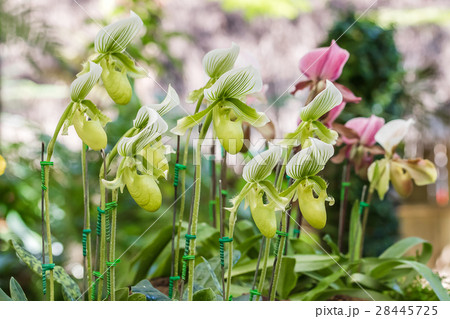 Green Paphiopedilum orchid flower 28445725