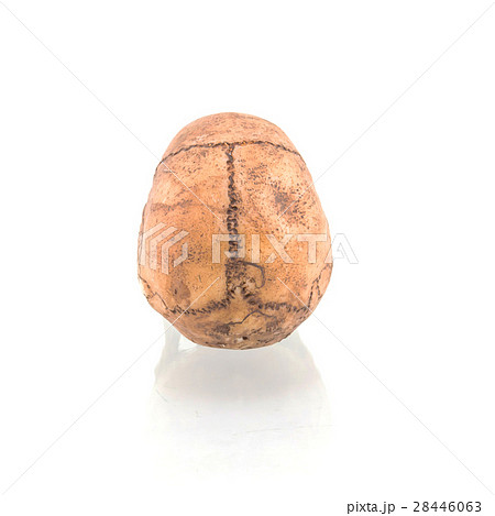 Human skull isolated on white background Human skull isolated on white background 28446063