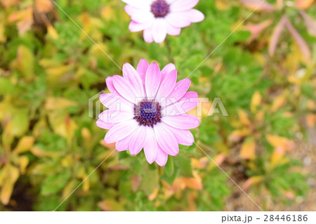 花 28446186