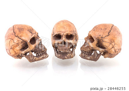 Human skull isolated on white background 28446255