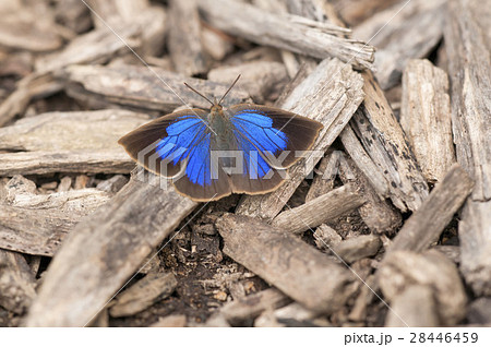 ムラサキシジミ 28446459