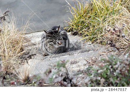 野良猫：天の川河川敷、大阪府枚方市の写真素材 [28447037] - PIXTA