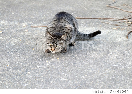野良猫：天の川河川敷、大阪府枚方市 28447044