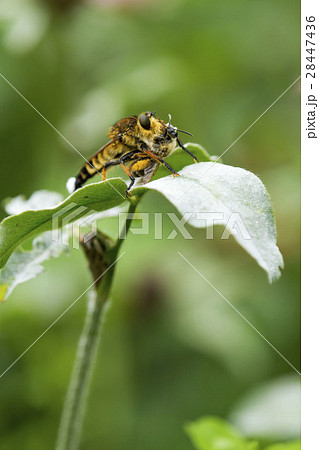 シオヤアブ　 28447436