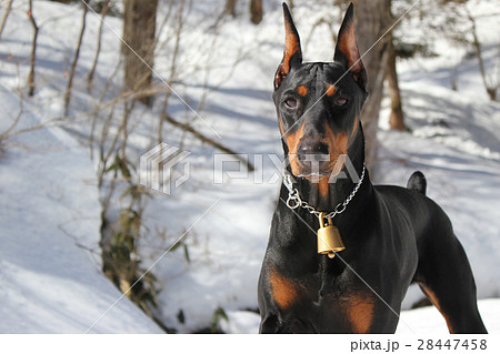 The Doberman pinscher of a snow-covered mountain  28447458