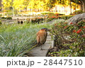 動物 動物学 鳥 28447510